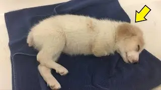 Puppy born without legs had its tail cut off, then thrown in the trash!