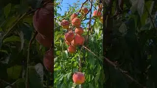 Дозревают персики в саду 🍑