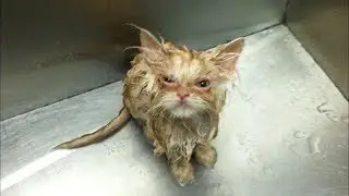 ДЕВУШКА КУПИЛА УБОГОГО КОТЁНКА ЗА 100 РУБЛЕЙ. НО КОГДА ТОТ ВЫРОС ОНА ОЧЕНЬ СИЛЬНО УДИВИЛАСЬ