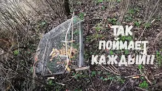 ЛУЧШИЙ МЕХАНИЗМ ДЛЯ ЛОВУШЕК НА ПРАКТИКЕ!! РЕДКИЕ КАДРЫ. НА ФАЗАНА, КУРУПАТКУ И ДРУГИХ ЗВЕРЕЙ И ПТИЦ