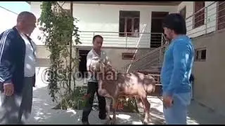 Киммат-Ку́чкор.🐏
