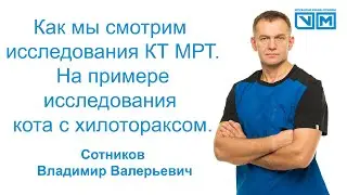 Как мы смотрим исследования КТ МРТ. На примере исследования кота с хилотораксом. Диагностика хилеза.