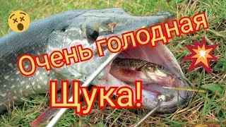 ОРЛИК. СУПЕР КАДРЫ, ГОЛОДНАЯ ЩУКА АТАКУЕТ ЖИВЦА.
