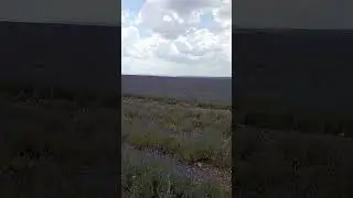 Крым цветут поля Лаванды .9 июня 2024 .