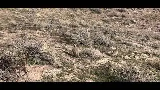 Кабкшикор. Охота на кекликов