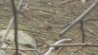 Кавгуша Пилдони миёна