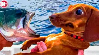 Amazing Moments with Animals Captured on Camera!