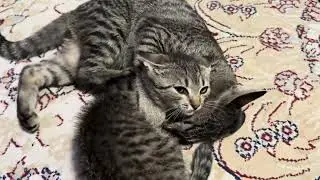 Cute Kitten Claws vs Funny Cat Paws!
