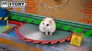 Hamster Escapes the Most Dangerous Prison Maze - Shorts 🐹 Homura Ham Pets