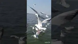 Sea gulls at Triveni Sangam, Allahabad