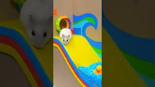 Удивительный Хомячий Лабиринт с Бассейном 🐹 Хомура Хам Питомцы
