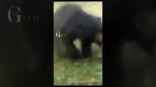 Bear Attack On Man
