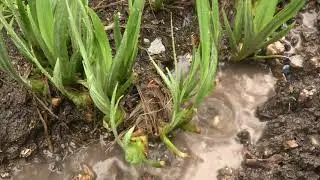 RAIN VIDEO FOOTAGE FREE - RAIN STOCK FOOTAGE | FREE HD VIDEO - NO COPYRIGHT 7
