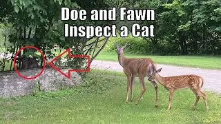 Doe and Fawn Inspect a Cat