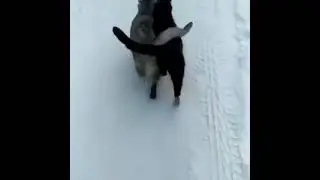 Коты возвращаются из бани...