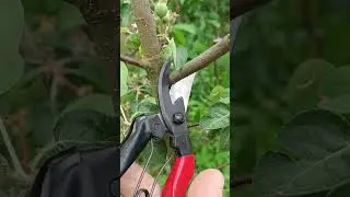 🌳 ОБРЕЗКА ЯБЛОНИ ЛЕТОМ🍎