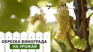 При ТАКОЙ ОБРЕЗКЕ винограда вы ВСЕГДА будете с УРОЖАЕМ! Летняя обрезка винограда от А до Я