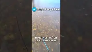 Газеты писали про хариуса)) #рыбалка #fishing #рыба #река #лето #братьяПриходько #спиннинг #хариус