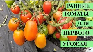 8 РАННЕСПЕЛЫХ НИЗКОРОСЛЫХ ТОМАТОВ для открытого грунта! Для ленивых, можно солить, вялить, в салаты