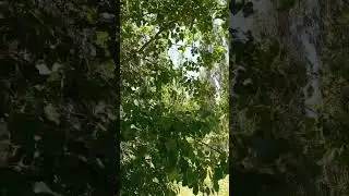 Kuş Sesi, Ağaç ve Huzur