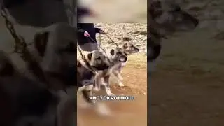 Как АЛАБАЙ защищает стадо от СЕВЕРНЫХ ВОЛКОВ 🐕🐏🐺