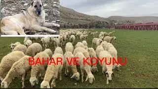 KOYUNLARI BAHAR ANTRENMANI YAPTIRDIK