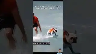 Some dogs on the beach surfing on a surfboard with it's owners having fun is a must-watch video #dog