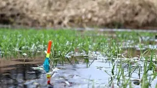 Ты будешь ловить линя ведрами в марте апреле если посмотришь это видео! Как ловить линя после зимы?