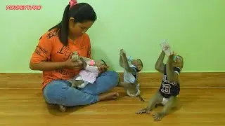 Lovely Family, Brother And Sister Monkey Kako Drinking Milk