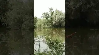 Прикормил коноплей и Караси не дают отойти от удочки.