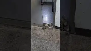 Fearless cat's close encounter: caught unscathed by sliding door