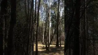 Утренний лес 🌳