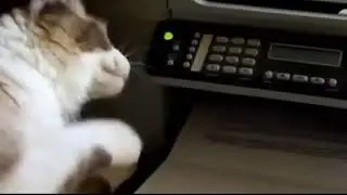 Meraklı kediler iş başında (Funny cads)