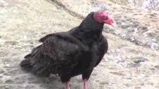 turkey vultures up close