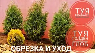 ДО и ПОСЛЕ Туи БРАБАНТ и ГОЛДЕН ГЛОБ Формирование кроны весной
