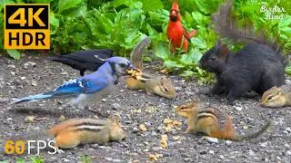 วิดีโอสำหรับแมว 😺🐦 นกและกระรอกสุดบ้า 🐿 เกมสำหรับแมว 4K HDR