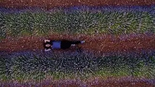 CAMPOS DE LAVANDA
