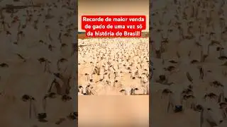 RECORDE DE MAIOR VENDA DE GADO DO BRASIL