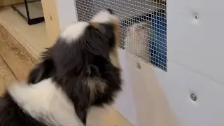 Feisty little Mice versus a cute Puppy: Nora, Finnegan and Tom