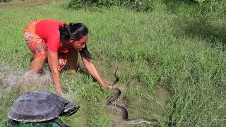 Rescue a wild turtles Found green mango, Dragon fruit for food in jungle, Catch big Snake