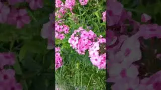 Такие разные флоксы