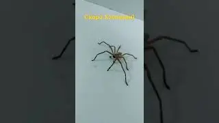 Скоро Хэллоуин Паучок бежит готовиться к празднику)