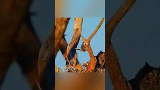 Птицы нападают на животных и сородичей.