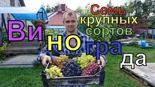 Виноград .Семь крупных сортов винограда для открытого грунта.