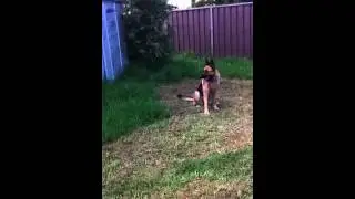 Little dog plays with huge German shepherd