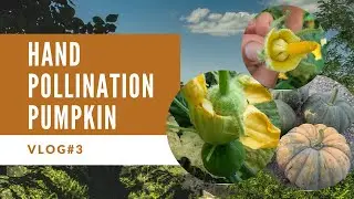 How to Hand Pollinate Pumpkins ft. my Mom | Vlog#3 | MerylC