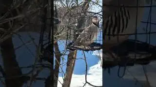 садои кабк барои шикор наркабк