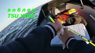 судак на троллинг.Кубенское озеро.
