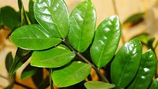 How to GROW ZAMIOCULCAS by SEPARATION OF RHIZOME