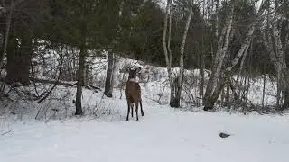 Snowy Sunrise and a Deer in Milltown, Maine